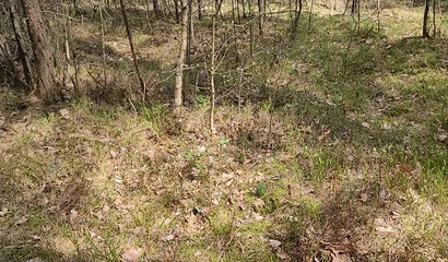 Наконец-то уговорил робкую одноклассницу показать сочные сисяндры в лесу