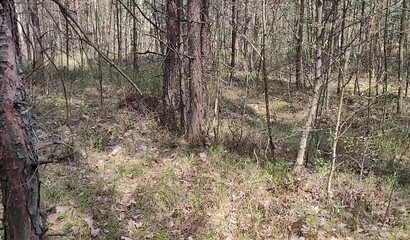 Наконец-то уговорил робкую одноклассницу показать сочные сисяндры в лесу