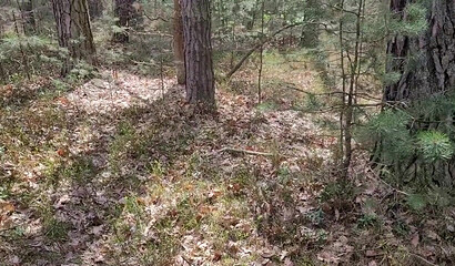 Наконец-то уговорил робкую одноклассницу показать сочные сисяндры в лесу